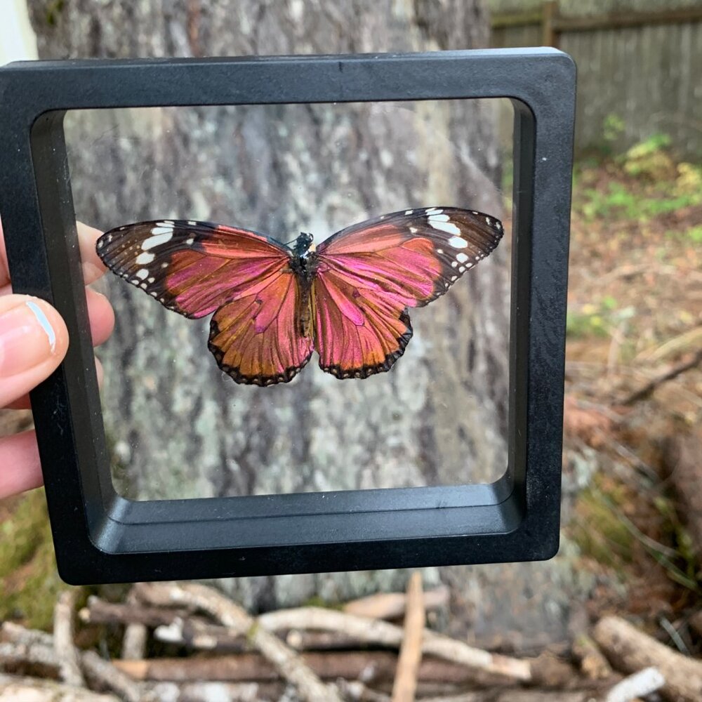 Sugarlight Real Butterfly - Picture 7 of 10